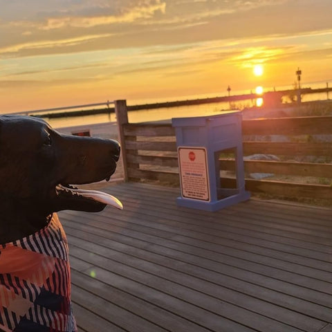 Jack Labrador Dog Statue