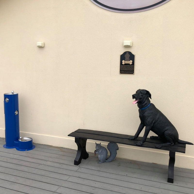 Labrador Jack on Bench
