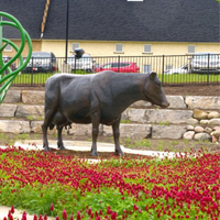 Holstein Cow Standing