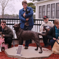 Brownie German Shepherd Statue