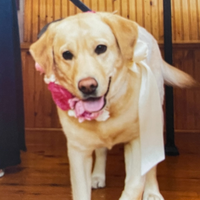 Mayla Custom English Lab Statue