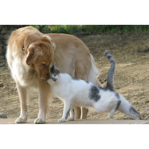 Opposites Attract, Dog & Cat Together