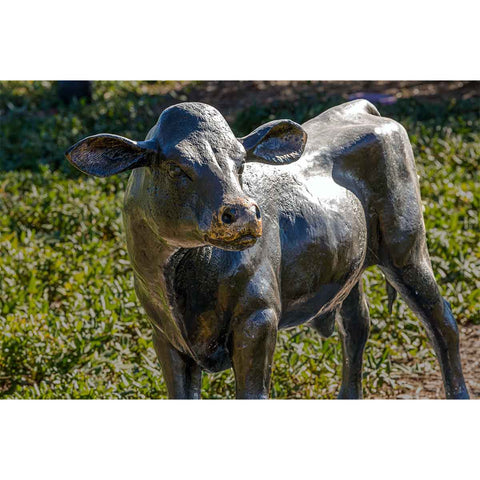 Holstein Cow Calf