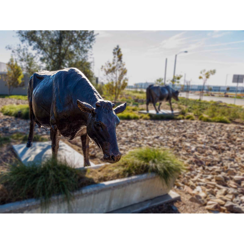 Custom Bronze Holstein Cow Drinking Statue-Custom Bronze Statues & Fountains for Sale-Randolph Rose Collection
