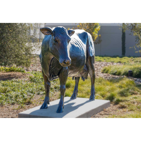 Holstein Cow Standing