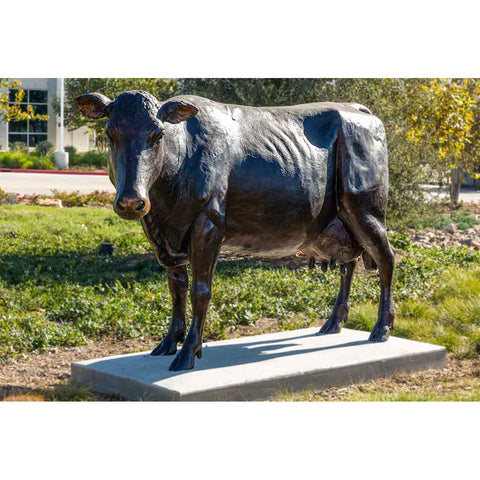 Holstein Cow Standing