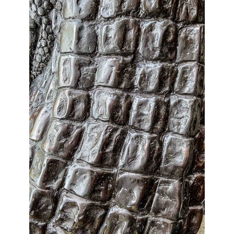 Growling Alligator