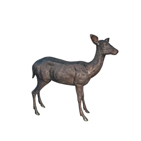 Young Deer Standing