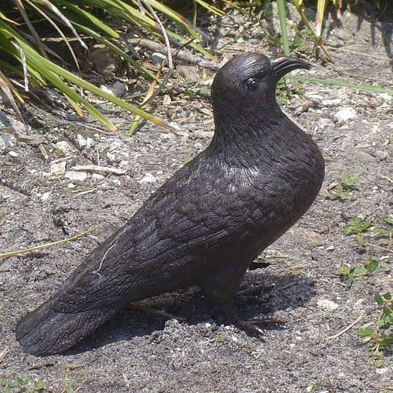 Bronze Bird - Pigeon