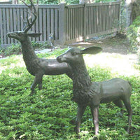 Stag & Doe